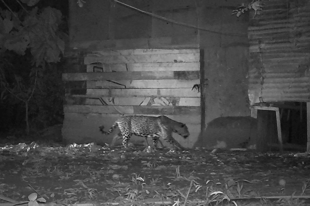 Trail camera image of jaguars at night