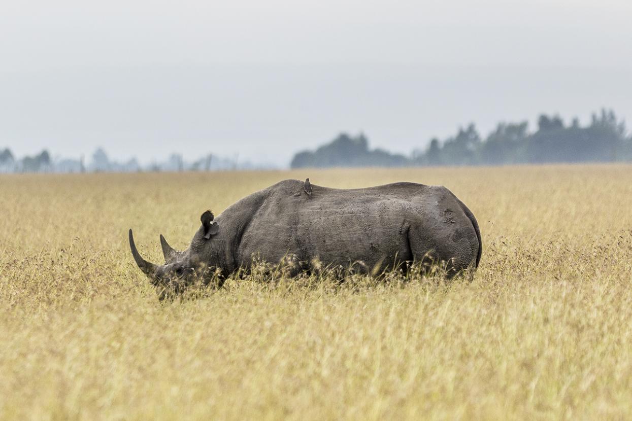 Rhino in field