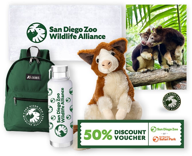 $1,000 Matschie's Tree Kangaroo Adoption 
