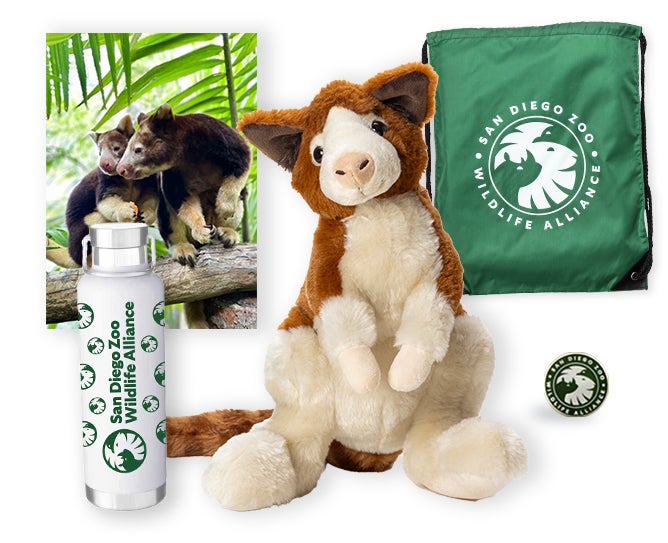 $500 Matschie's Tree Kangaroo Adoption 