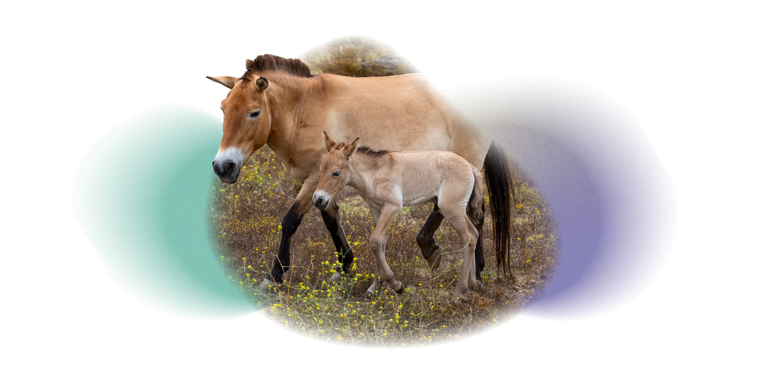 P horse calf and mom