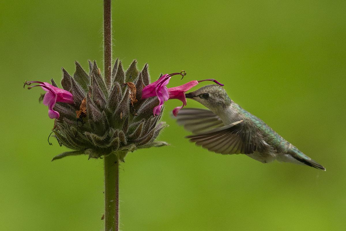 Hummingbird with hummingbird sage