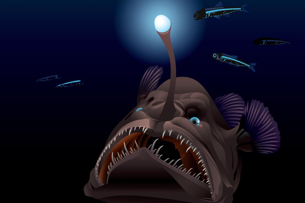 illustrated angler fish