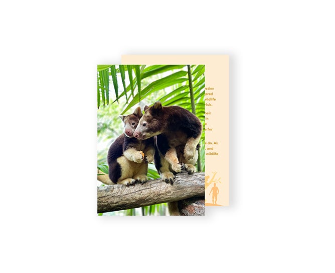Tree kangaroo adoption card