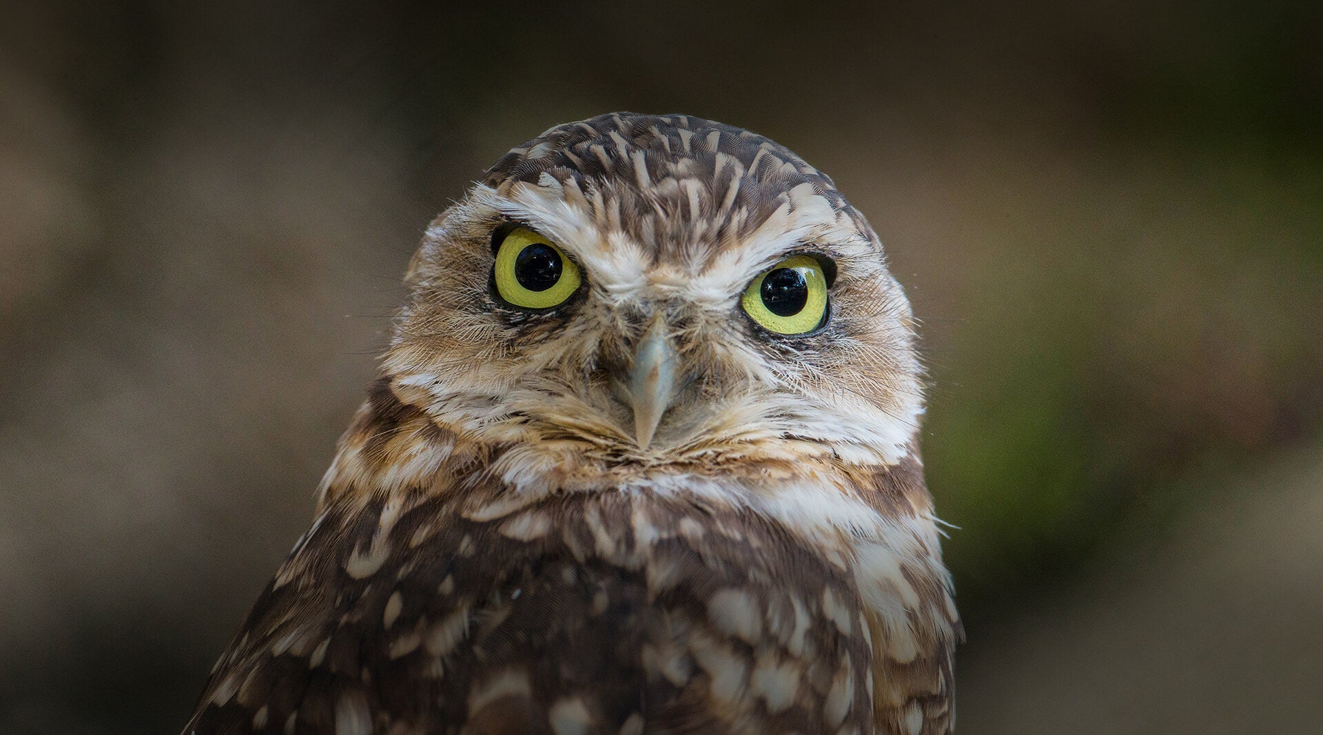 Burrowing Owl