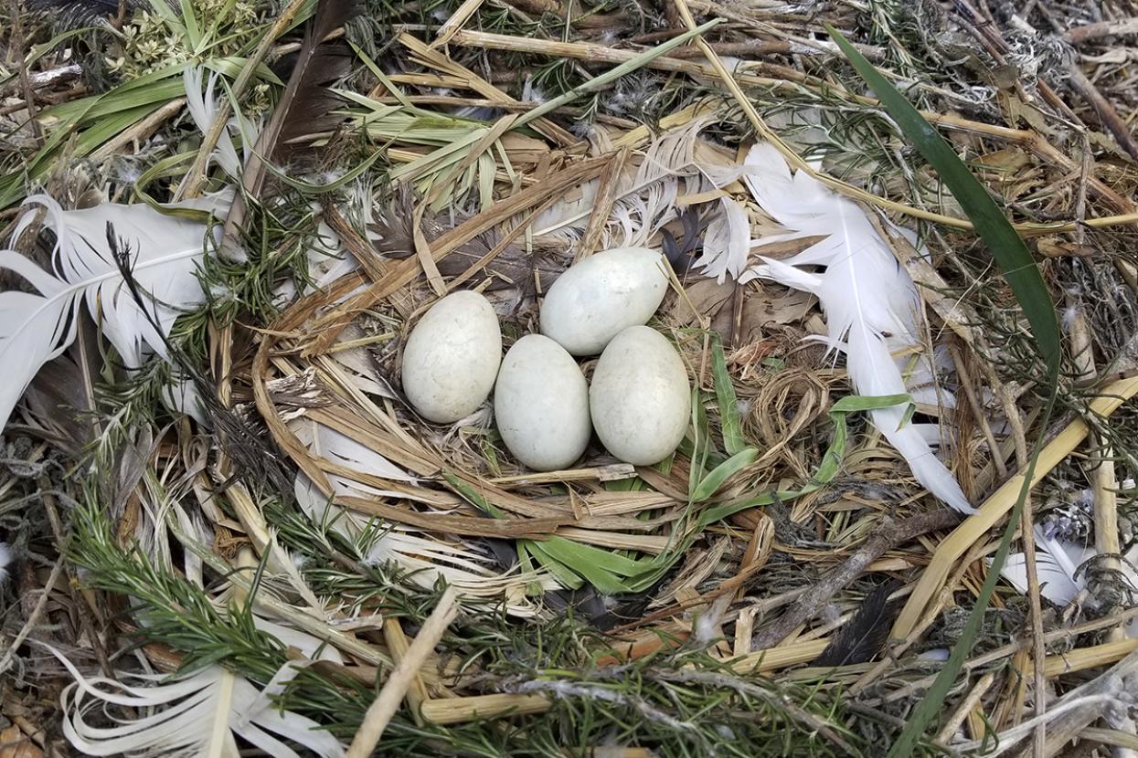 Eggs in a nest