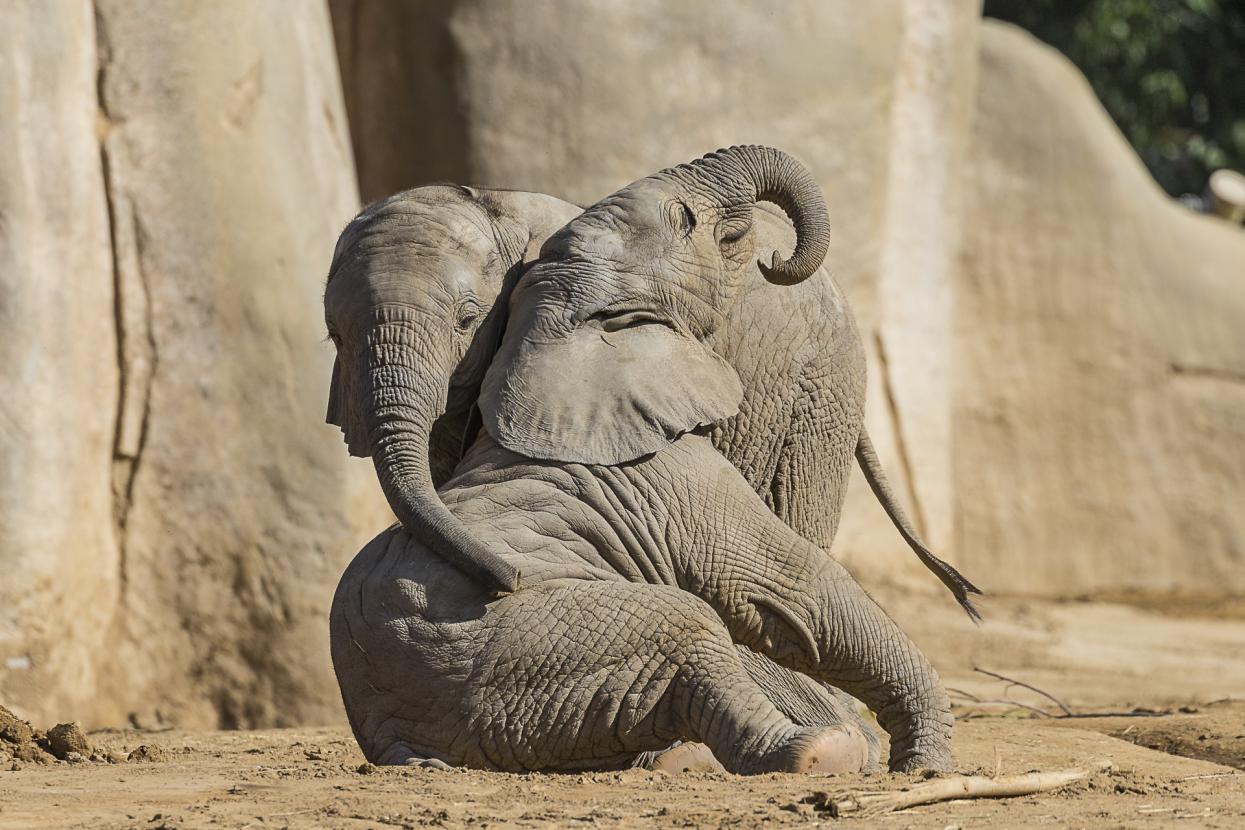 two elephants intertwined