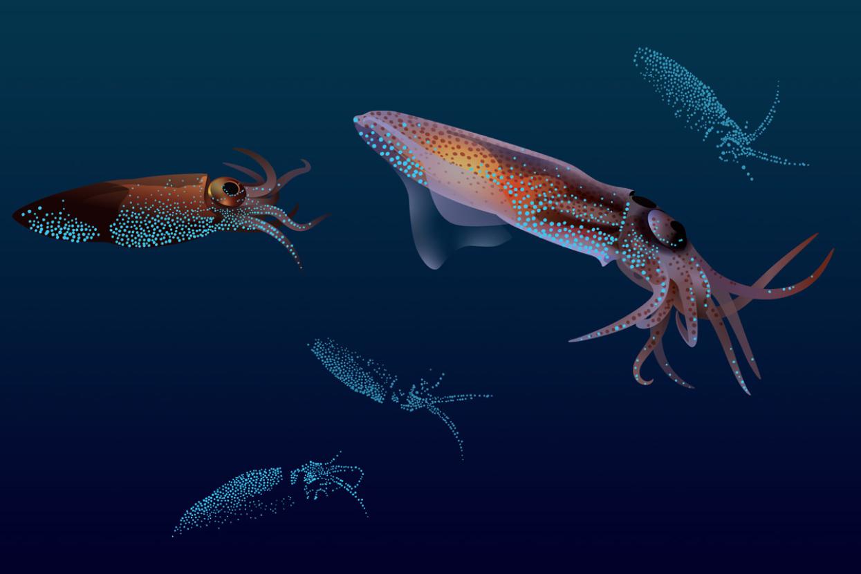 illustrated firefly squid