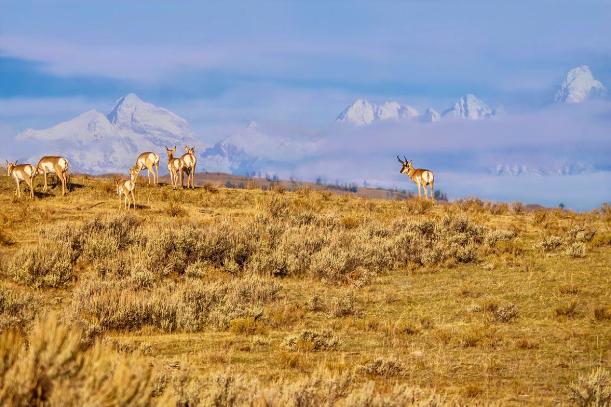 Pronghorn in sagebrush