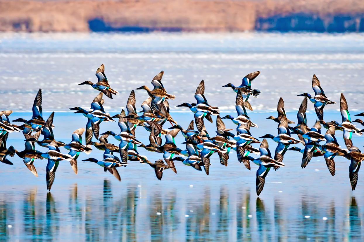 a flock of birds takes off over a lake
