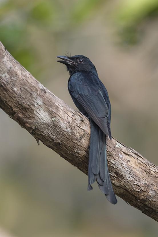 Drongo bird on a tree branch