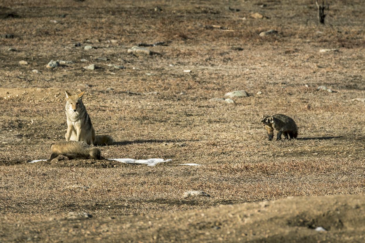 Coyote and badger