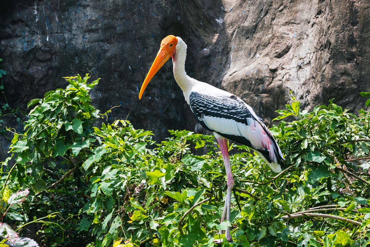 Painted stork