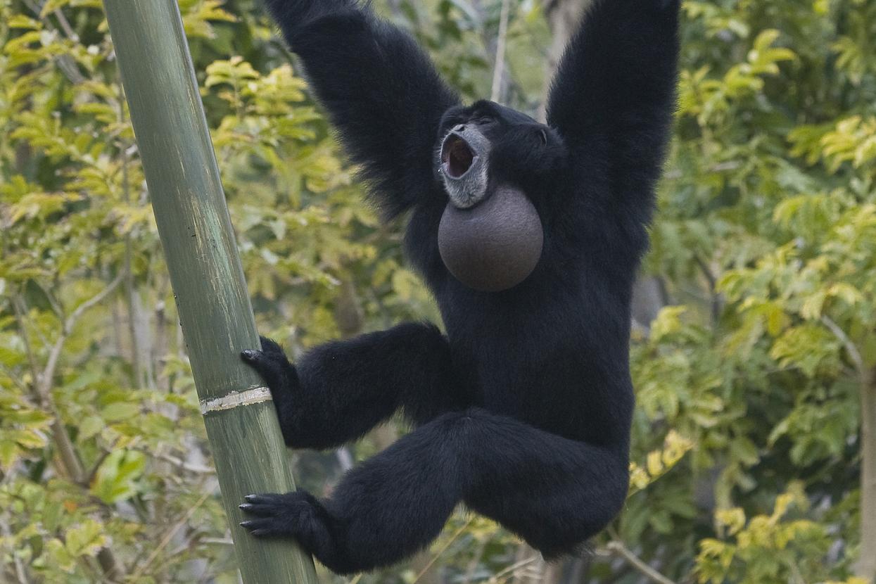 gibbon swinging on tree