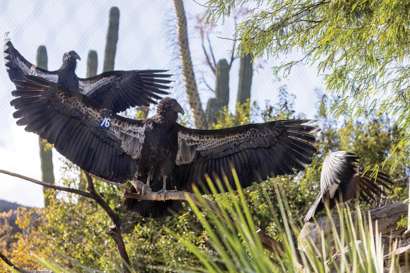 condor with outstretched wings