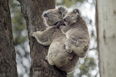 Adult and youth koala on a tree trunk