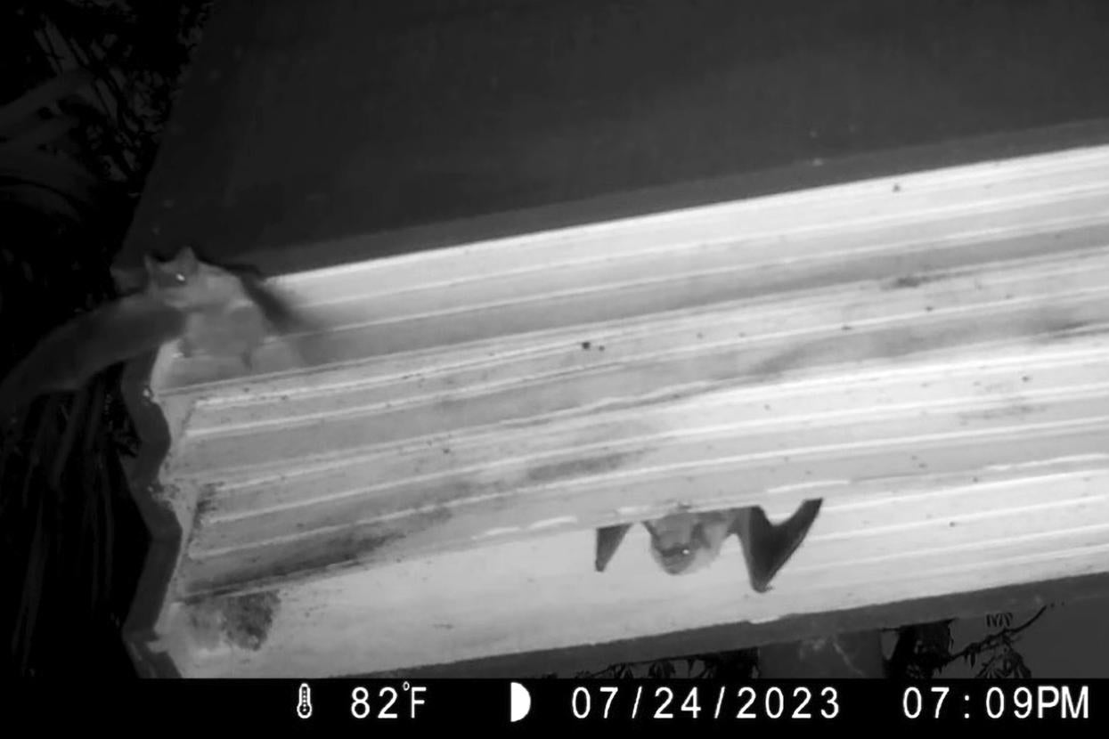 Bats emerging from a bat house