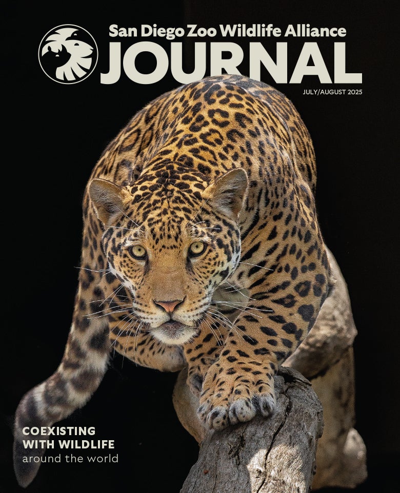 Jaguar in front of a dark background staring at the viewer about to pounce.