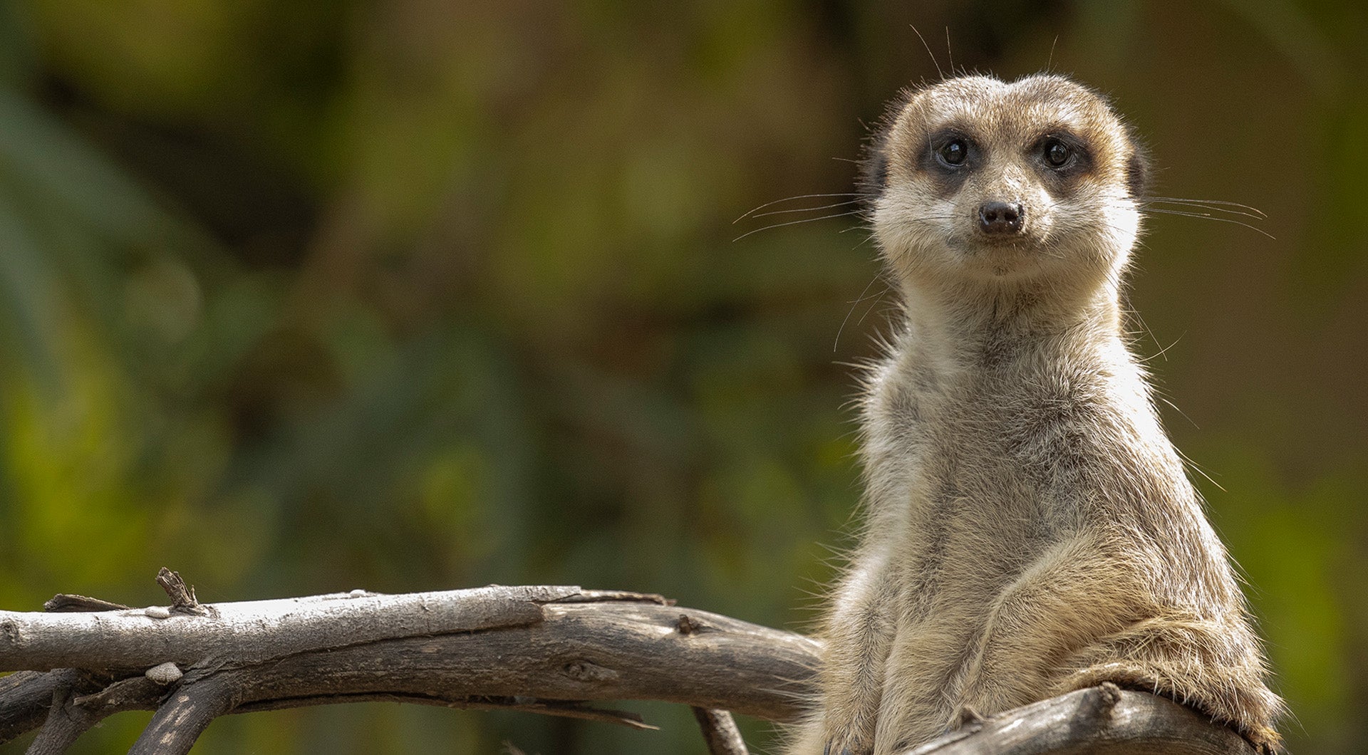 A meerkat staring forward sitting on a branch.