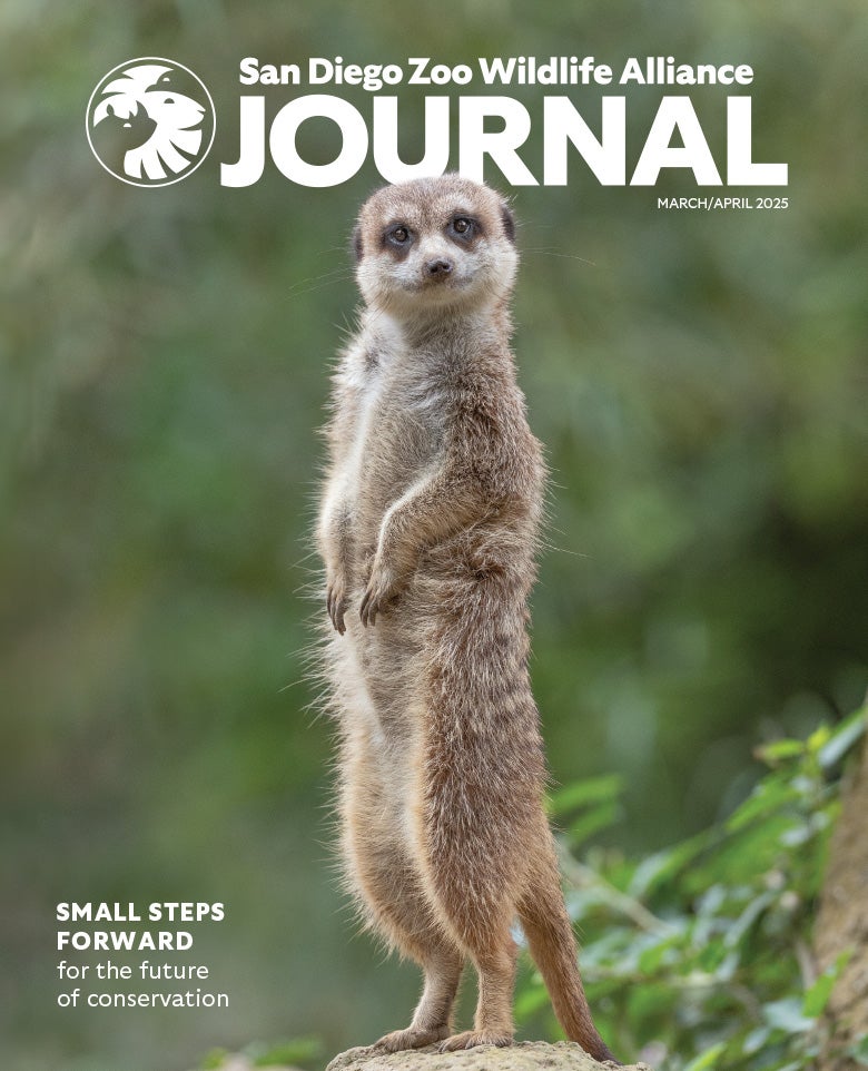 Meerkat standing up, alert, facing forward in front of a lush green background.