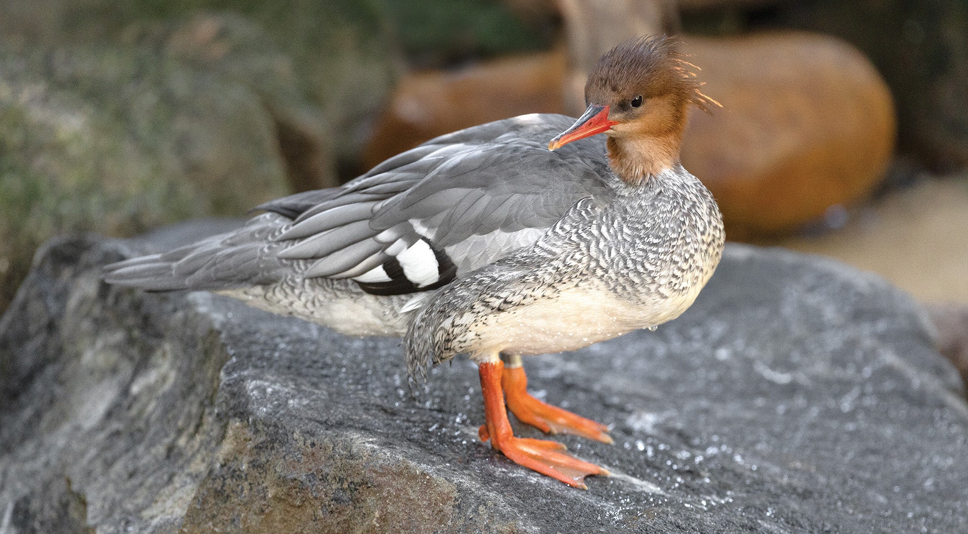 Endangered scaly-sided merganser bird standing on a rock looking towards the viewer