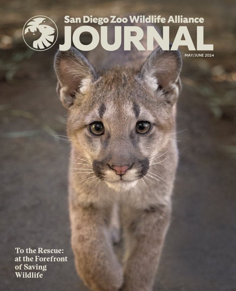 Rescued Mountain lion cub looking and walking forward