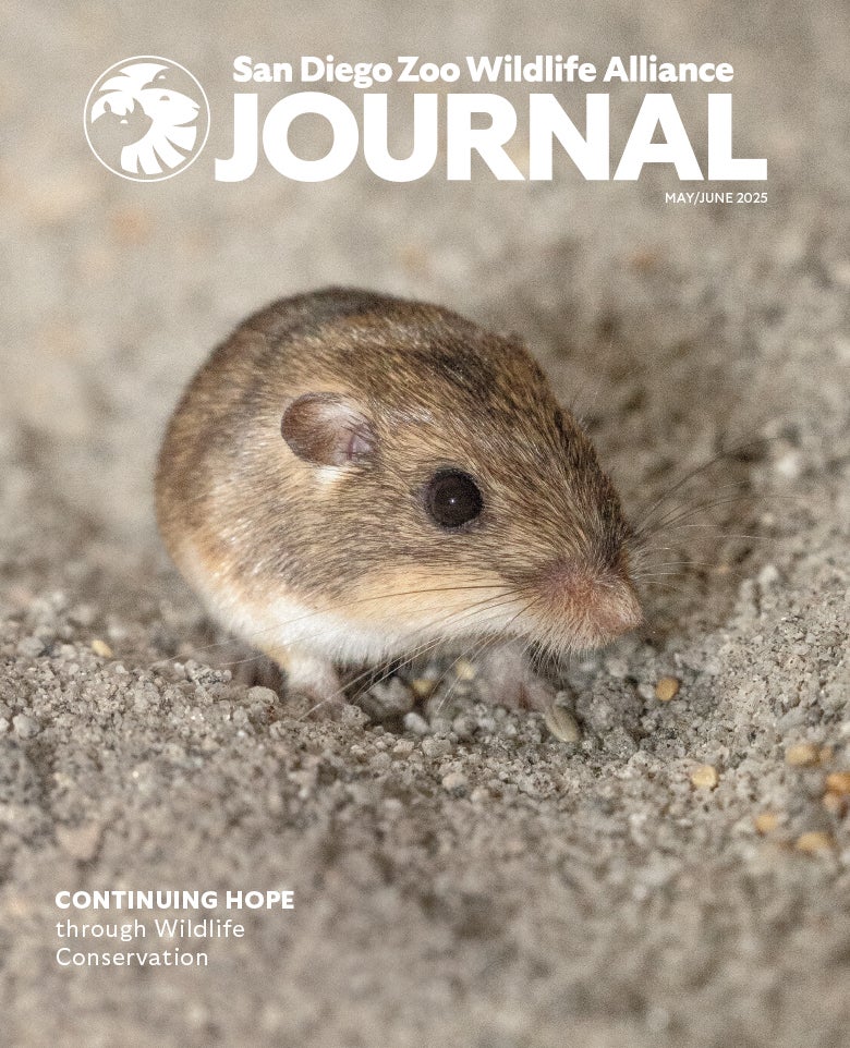 Pacific pocket mouse staring at the viewer surrounded by dirt and seeds