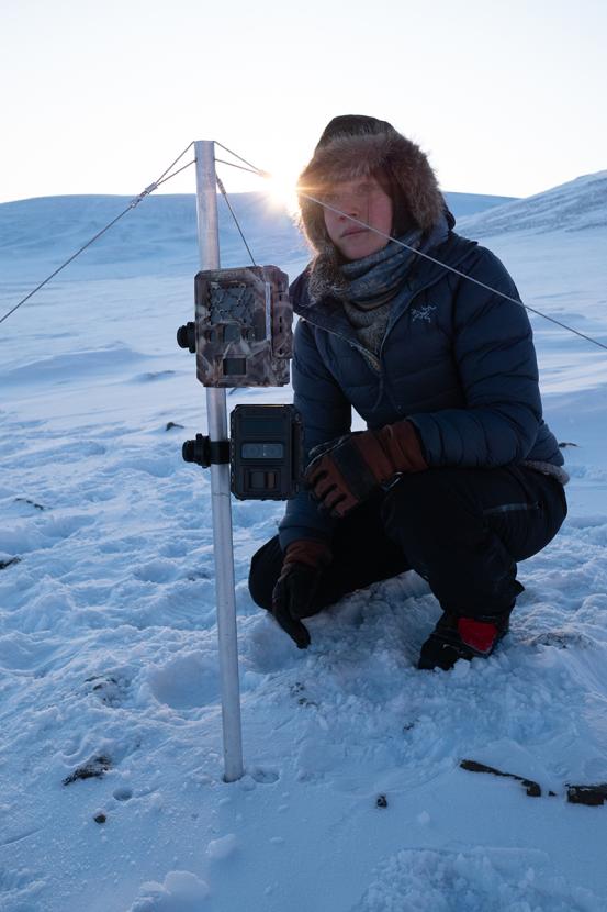 a researcher installs a den cam in the Arctic