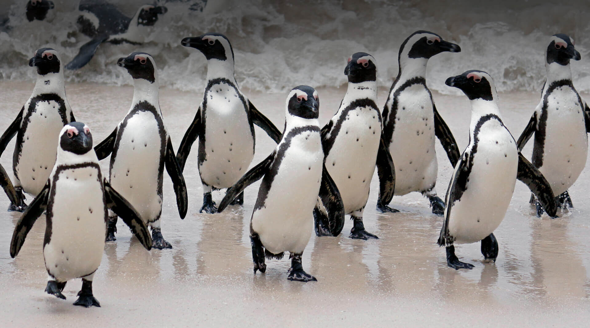 African penguins