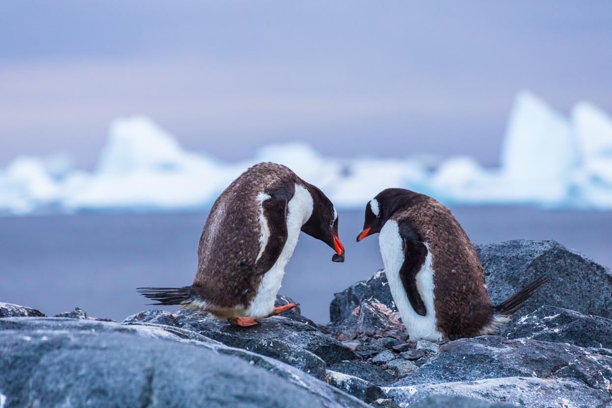 two penguins
