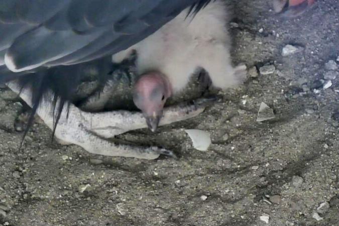 condor chick