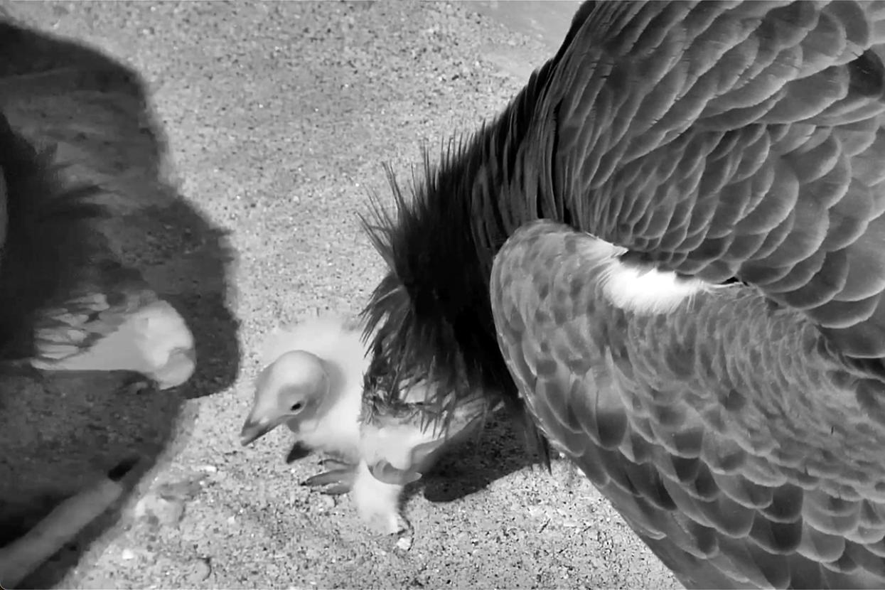 California condors with chick