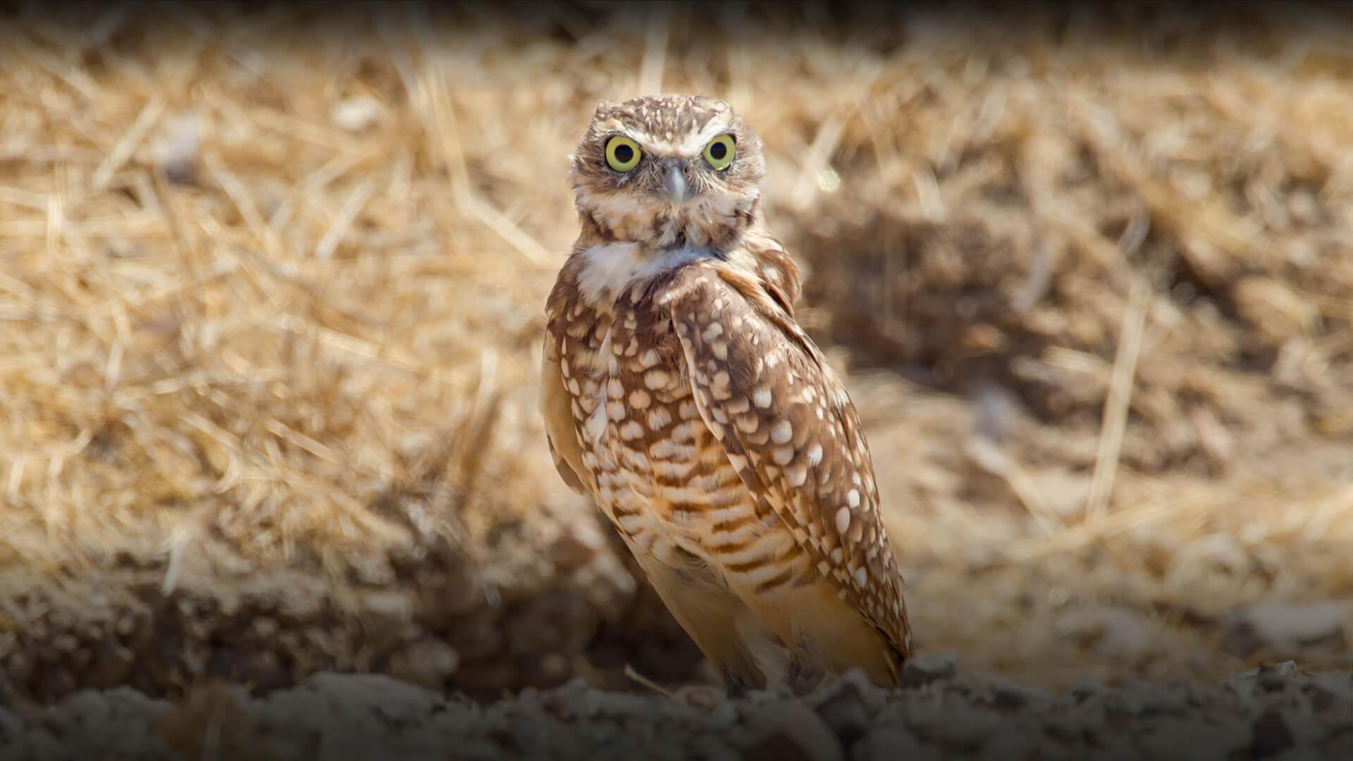 Western Burrowing Owl