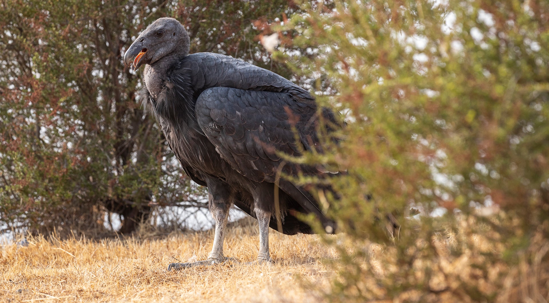 Juvenile California Condor standing on the ground looking to the left