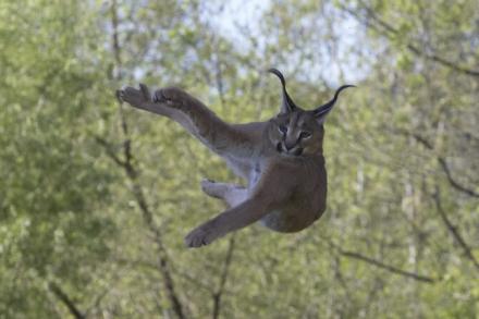 Caracal jumping in the air