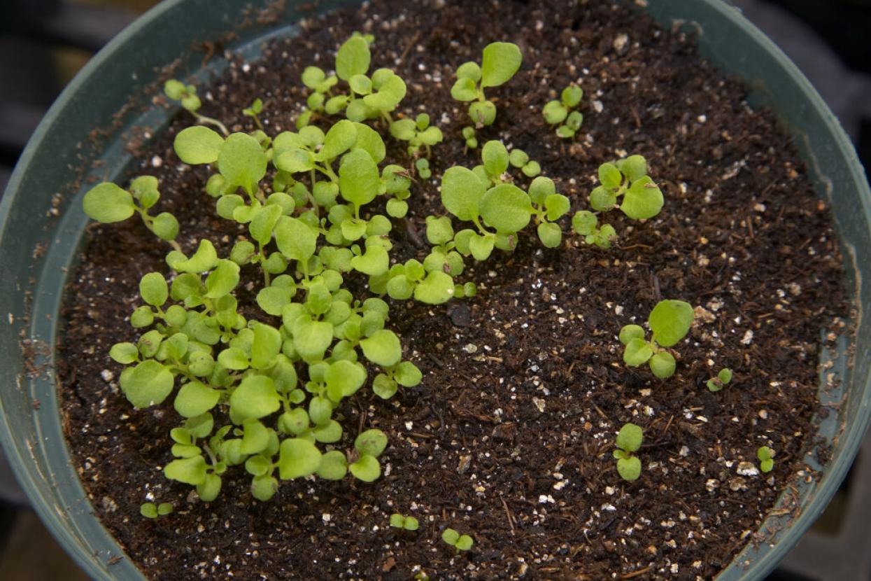 ʻālula plant seedlings