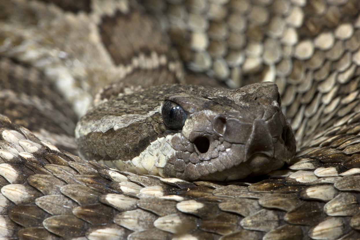 Southern Pacific Rattlesnake