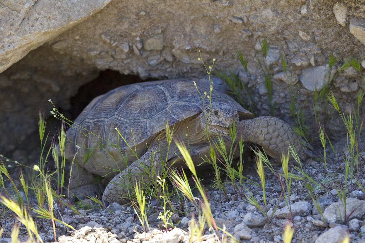 Desert tortoise