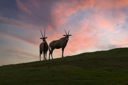 Ibex on a hill at sunset