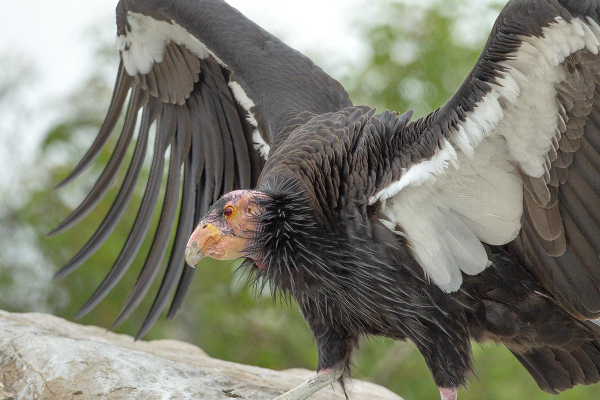 California condor with wings spread