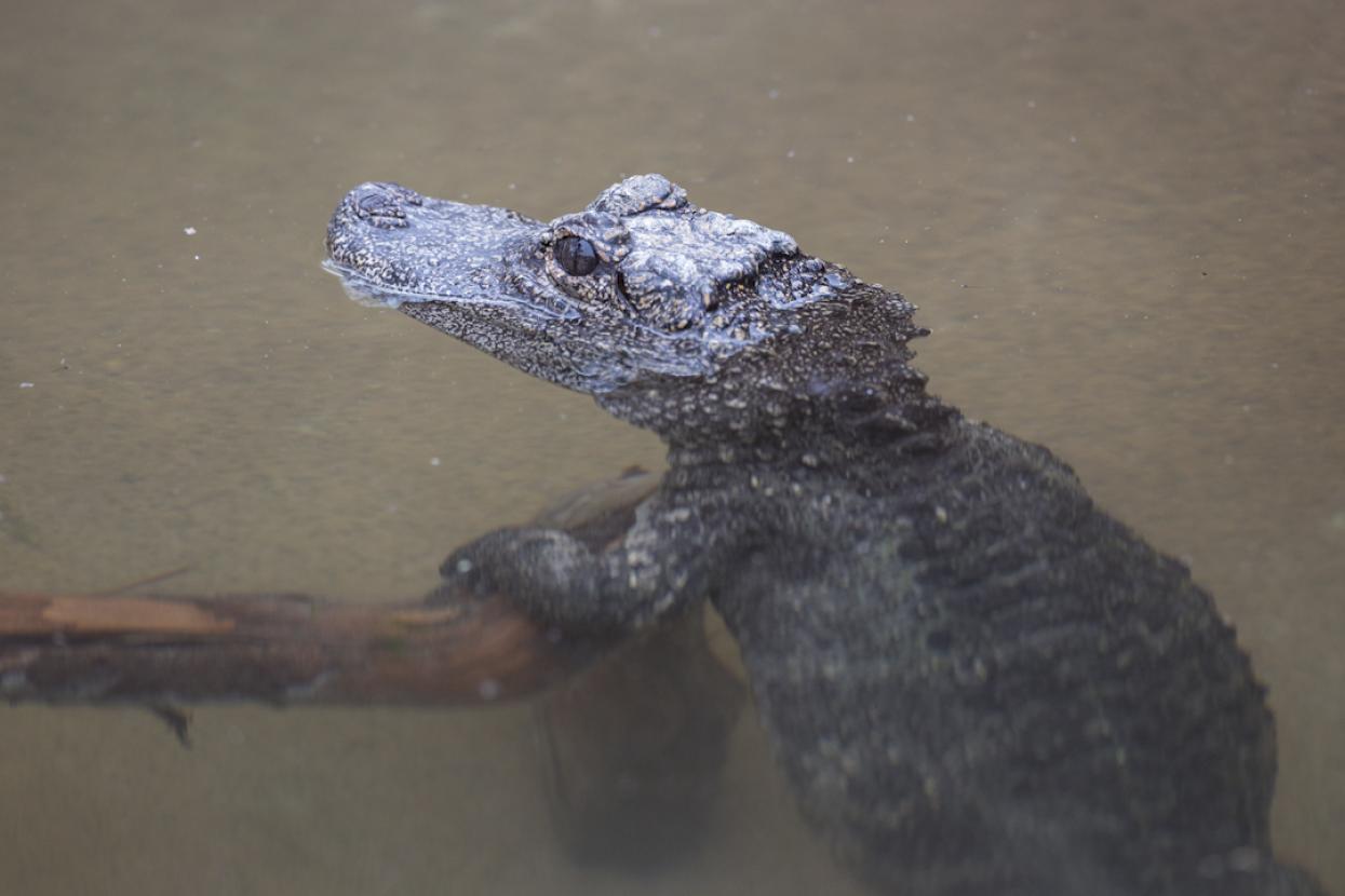Chinese alligator