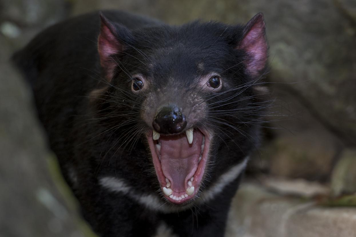 Tasmanian devil
