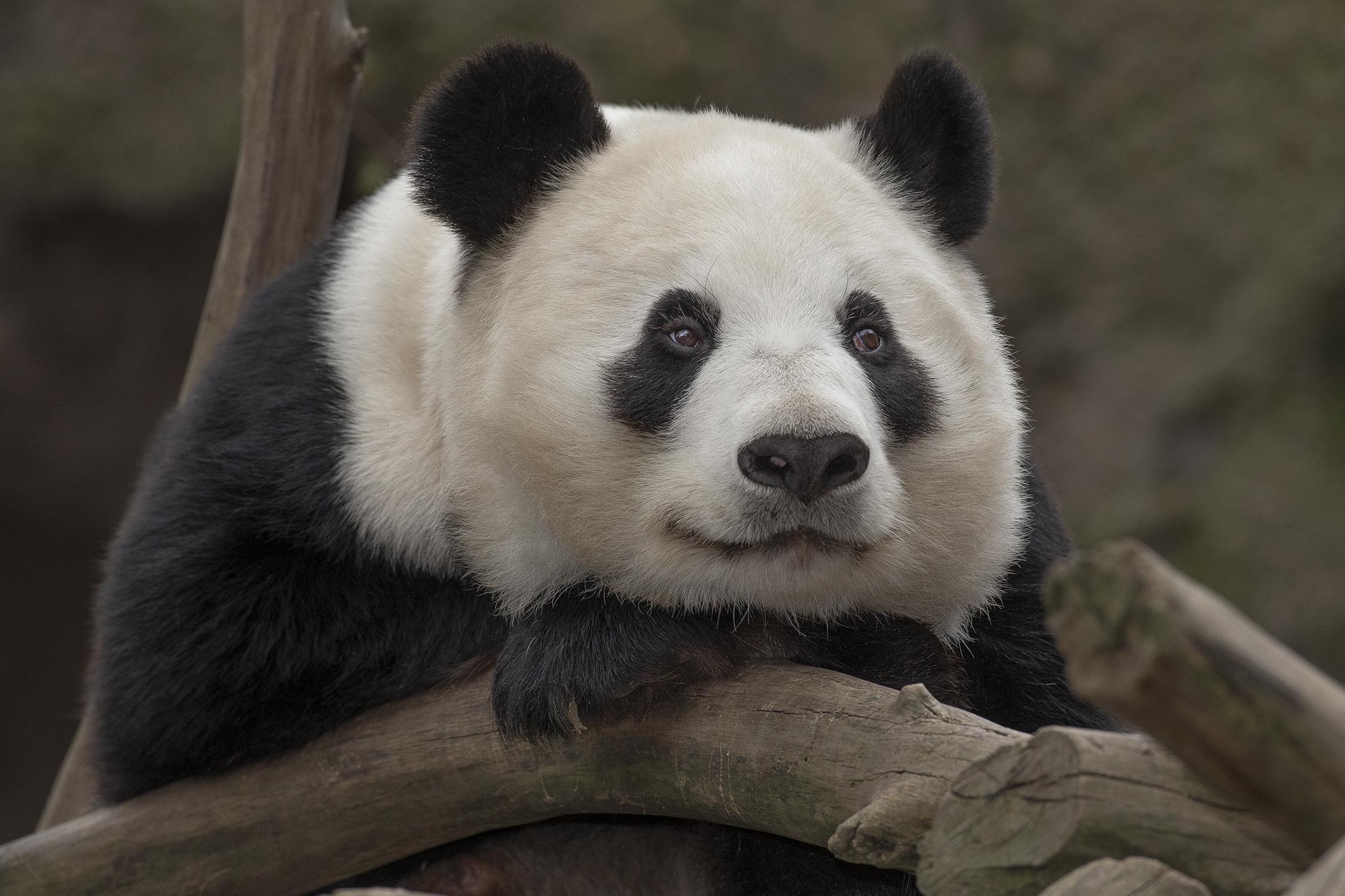 Panda closeup Bai Yun