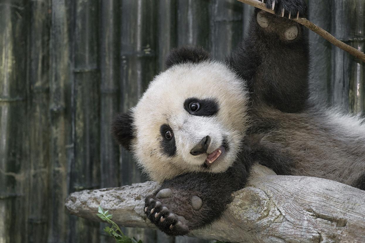panda cub