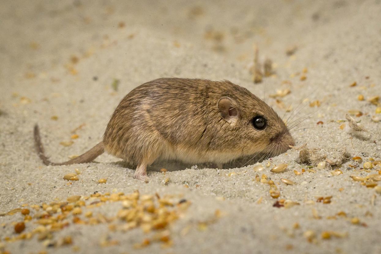 Pacific pocket mouse