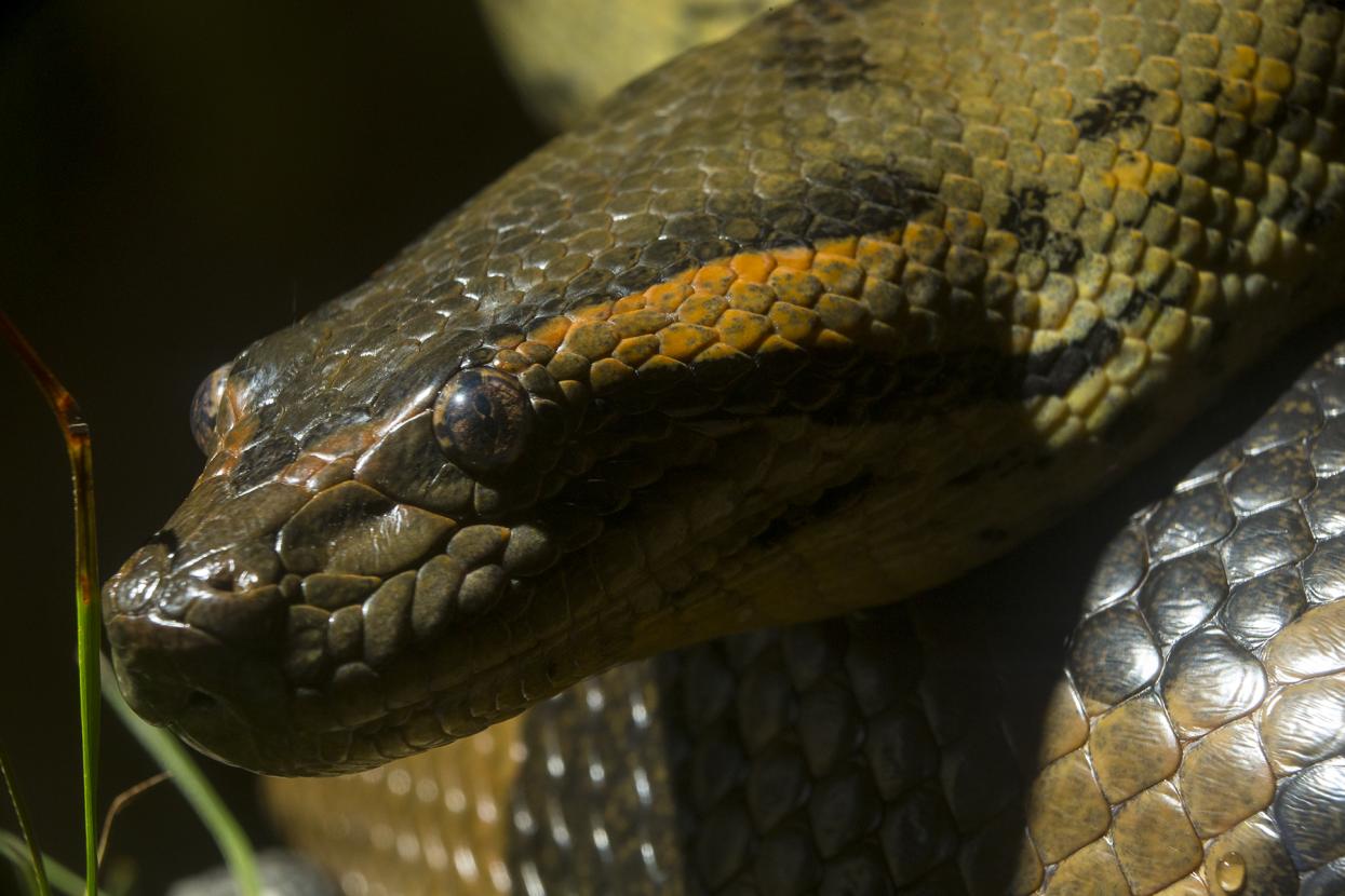 Green anaconda