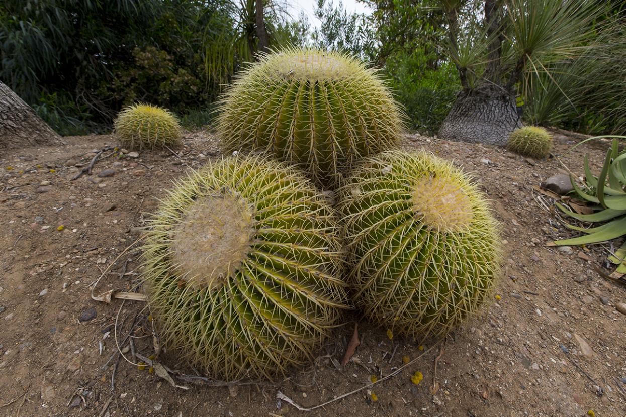 Three small, round cactus
