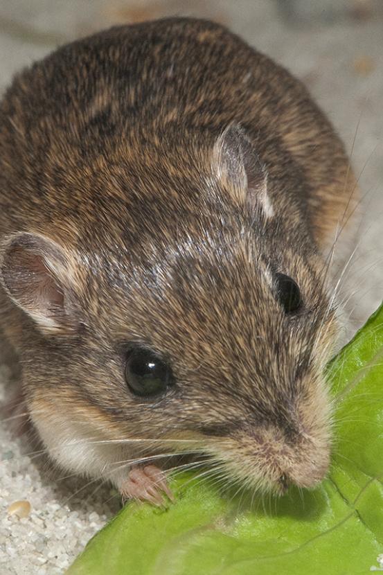 Pacific pocket mouse