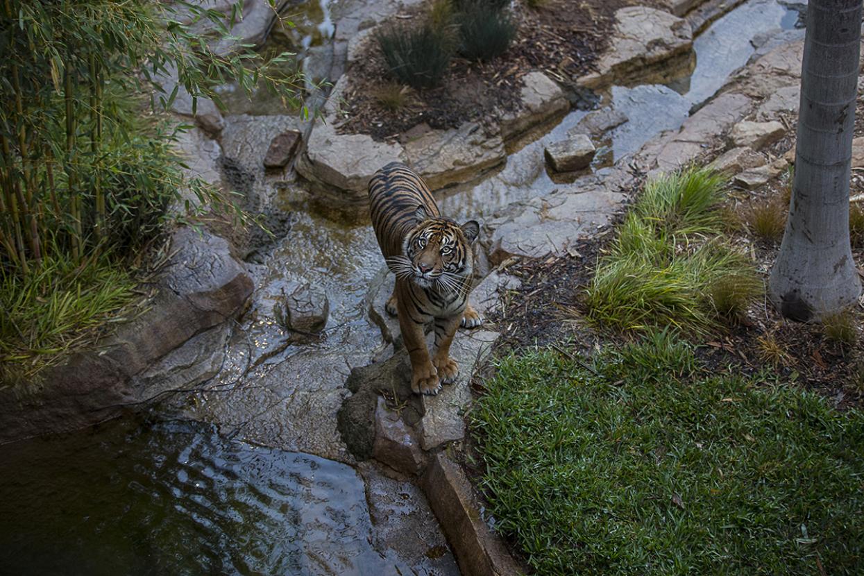 tiger at the safari park near water