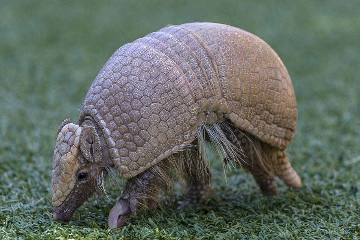 three banded armadillo